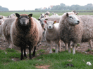 sheep wool felt